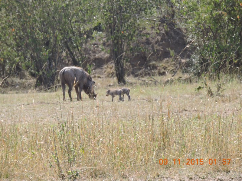 853 Warthog with babies
