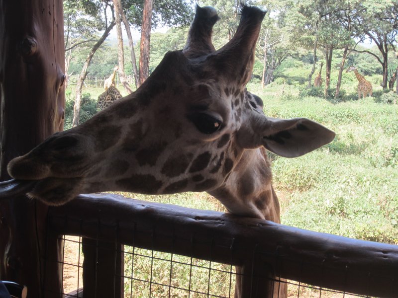 945 Girafe