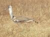210 Kori Bustard