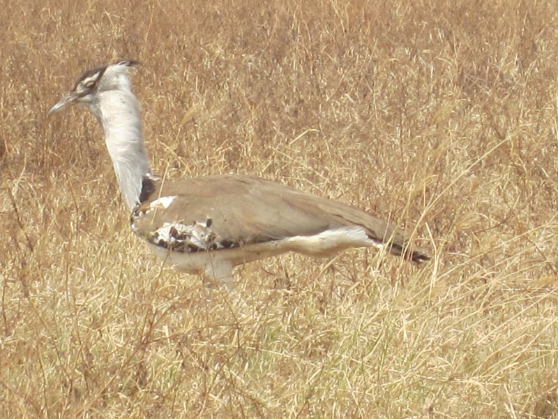 210 Kori Bustard