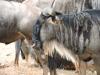 235A Wildebeest