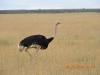 245 Ostrich