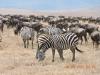 308 Zebras and Wildebeest