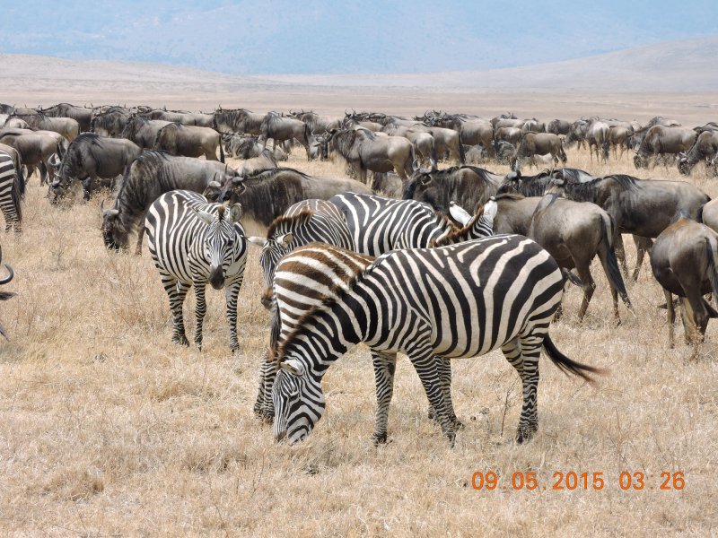 308 Zebras and Wildebeest
