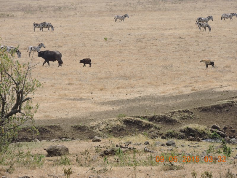 315 Zebras Buffalos and Hyena