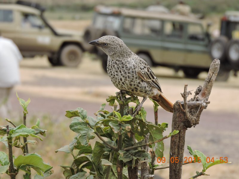 328 Rufous-tailed Weaver