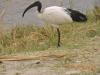 334 Sacred Ibis