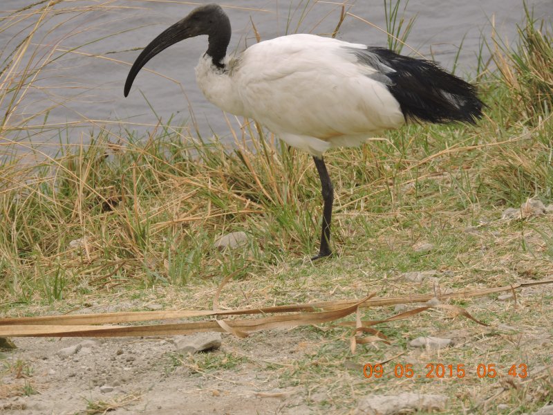 334 Sacred Ibis