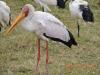 337 Yellow-billed Stork