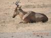 350 Hartebeest