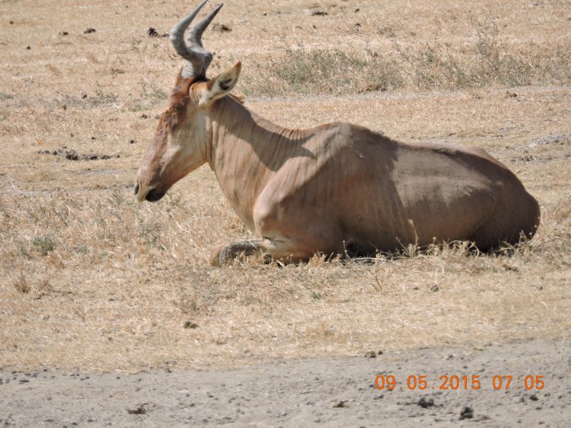 350 Hartebeest