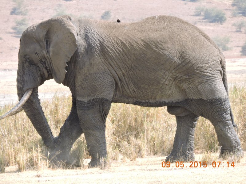 355 Elephant