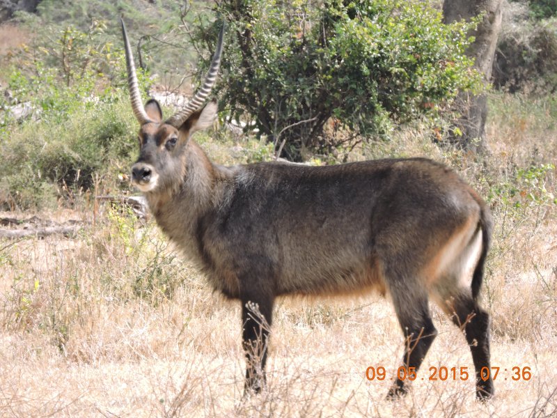 376 Waterbuck