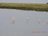 407 Lesser Flamingos