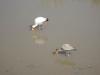 448 Yellow-billed Stork and Baby