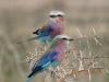 463 Lilac-breasted Roller