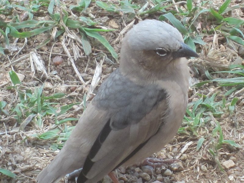 533 Gray-headed Social Weaver