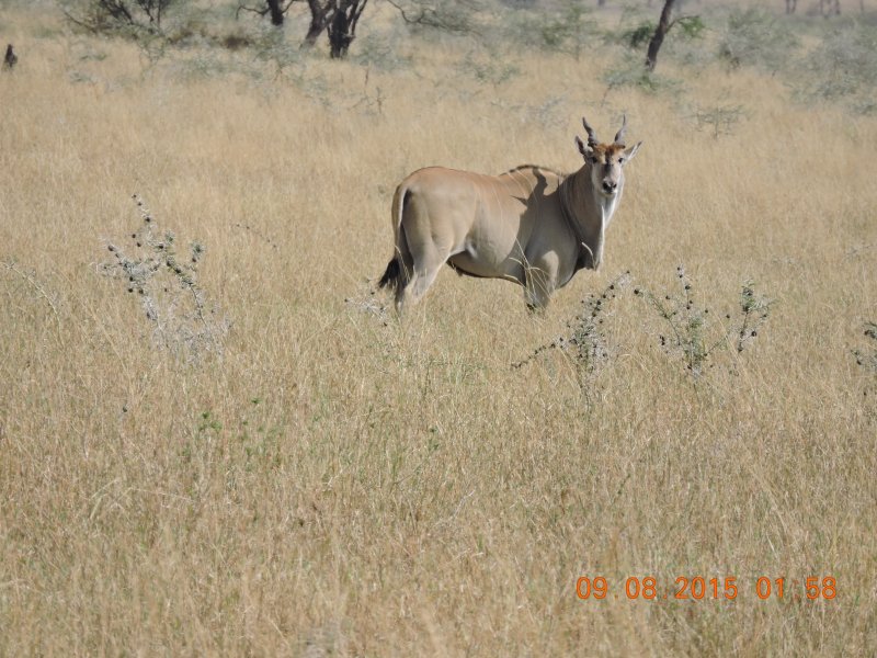 556 Eland