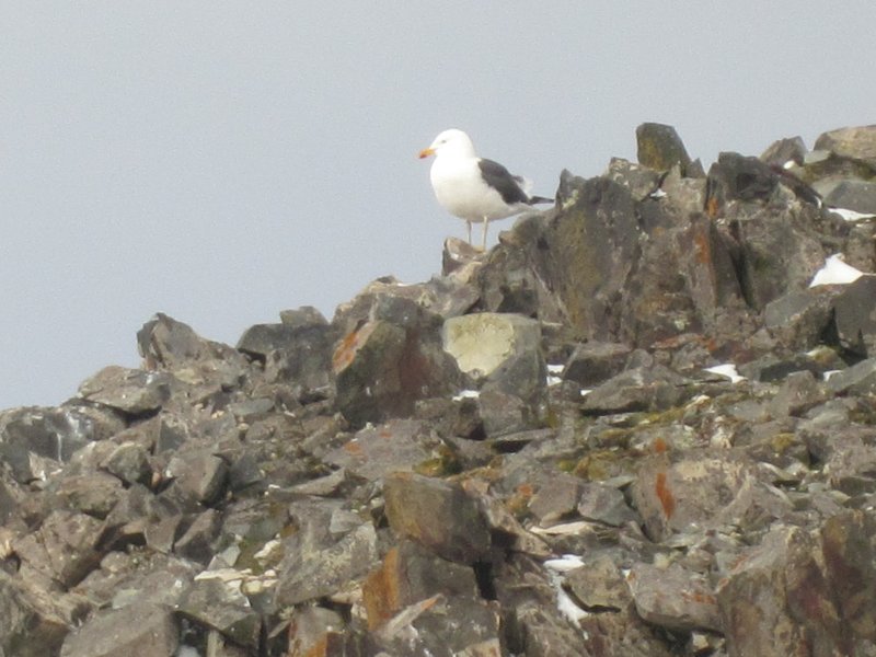 308 Hannah Point.JPG