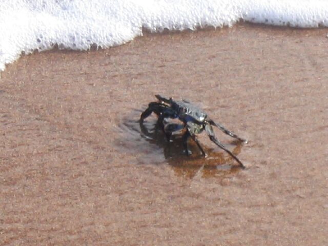 Crab05.jpg
