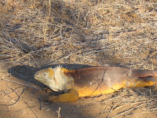 LandIguana04.jpg